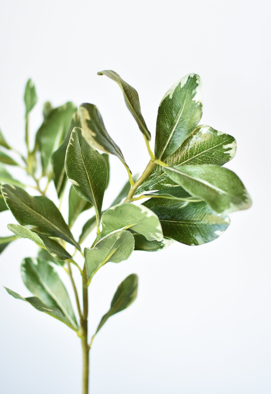 21.5" Faux Real Touch Variegated Green Pittosporum Spray Stem